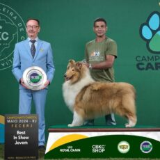 Collies em Destaque no CAMPEONATO CARIOCA