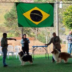 Exposições do Manchester Kennel Club – 09/06/2024