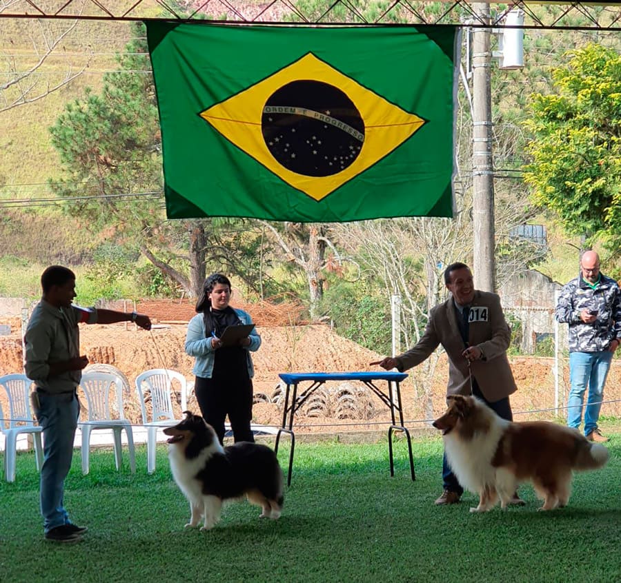 Exposições do Manchester Kennel Club - 09/06/2024