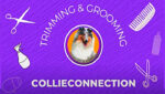 Trimming & Grooming Collieconnection - Tala de Orelha do Collie