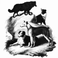 A Evolução e História dos Cães Pastores