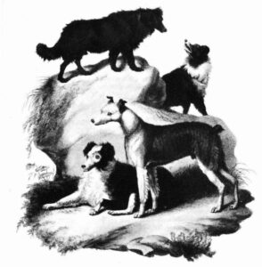 A Evolução e História dos Cães Pastores