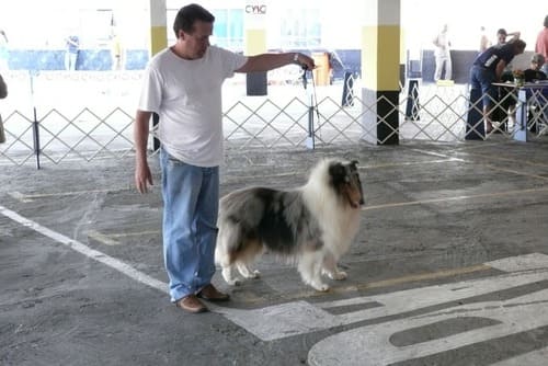 Exposição Canina de Conformação e Beleza - KCFLU 2008