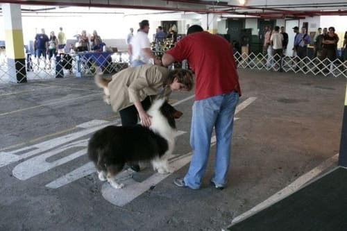 Exposição Canina de Conformação e Beleza - KCFLU 2008