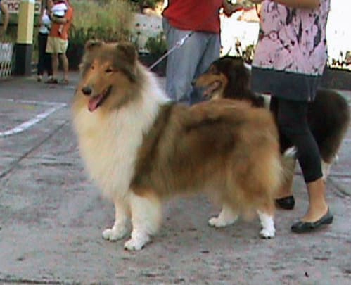 Exposição Canina de Conformação e Beleza - KCFLU 2008