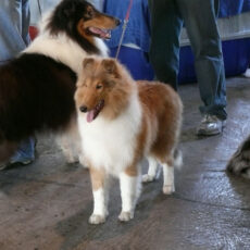 Exposição Canina de Conformação e Beleza – KCFLU 2008