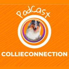 Experiencia com a Raça Collie – Entrevista
