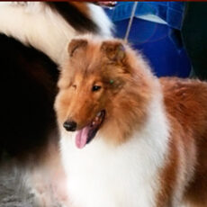 Retrospectiva: Exposição do Kennel Clube Fluminense de 2008