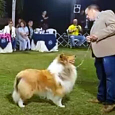 Brasil Kennel Clube – BKC – Setembro 2024