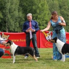 O Collie de Pêlo Curto – por Alexandre Carvalho