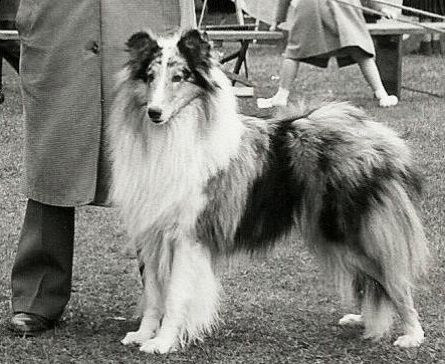 A História do Collie Blue Merle