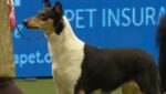 Smooth Collie - 5 Últimos BOB Crufts - #2018