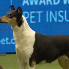 Smooth Collie – 5 Últimos BOB Crufts