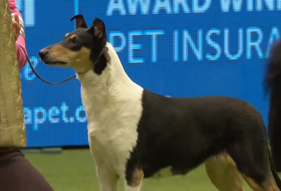 Smooth Collie - 5 Últimos BOB Crufts - Collieconnection