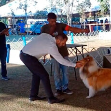 Julgando o Collie
