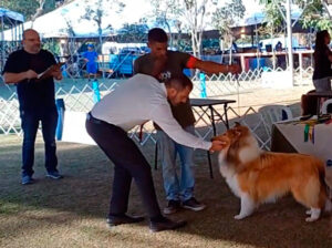 Julgando o Collie