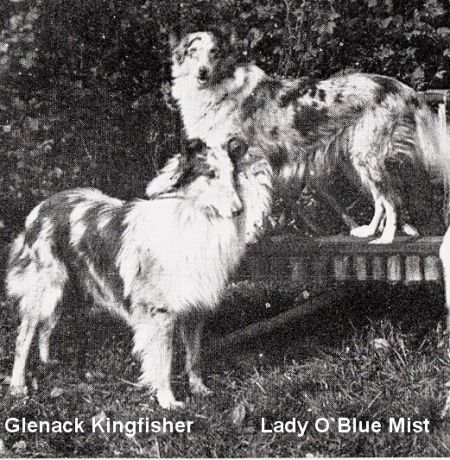 A História do Collie Blue Merle