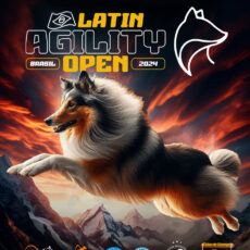 Collie no Latin Agility Open 1