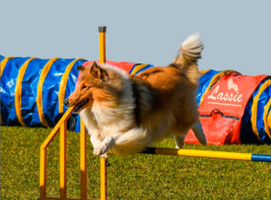 Collie no Latin Agility Open 3