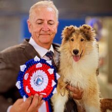 Collie na Exposição do KCRGS