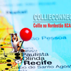 Collie no Nordestão KCAL & KCEP