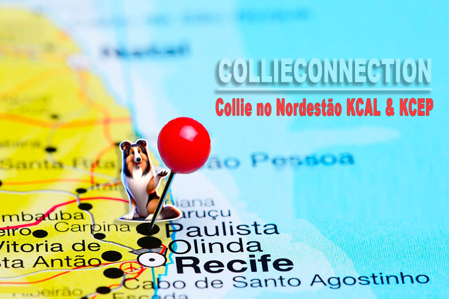 Collie no Nordestão KCAL & KCEP