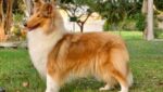 Vencedores 2024 DogShow – Collie