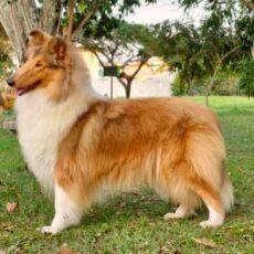 Vencedores 2024 DogShow – Collie