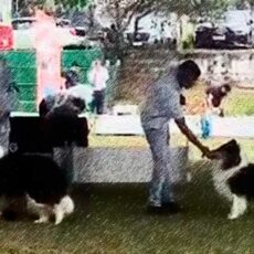 Collies em Caçapava – KVC