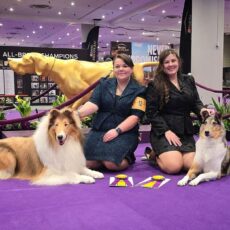 Westminster 2025 – Collies