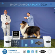 Titan: O Melhor Collie da Argentina 2024
