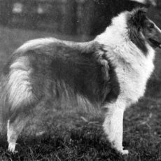 O Collie que Conquistou Westminster