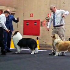 Collie em Campo Largo