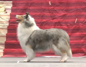 CCA Nacional do Collie 2025