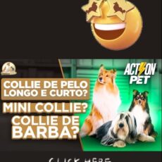 Collies, Shetlands e Bearded em Crufts 2025