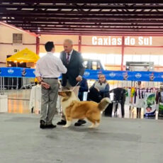 Collie na Serra Gaúcha