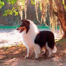 Collie BIS em Pouso Alegre