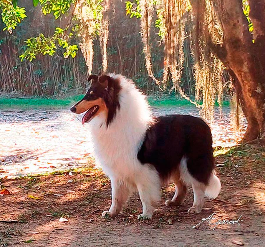 Collie BIS em Pouso Alegre