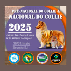 Nacional do Collie 2025