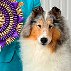 RESULTADOS – CCA Collie National 2025