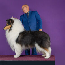 Collie em Volta Redonda