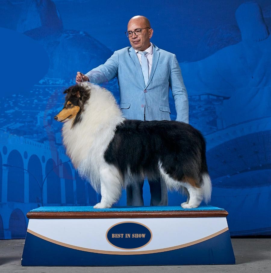 Collie BIS em Pouso Alegre