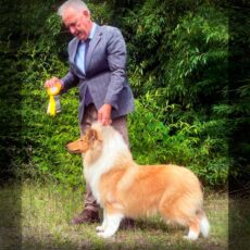 Collie em São Bento do Sul