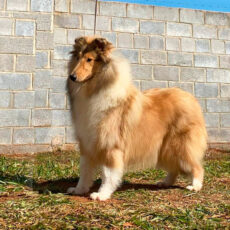 Collie em Pomerode