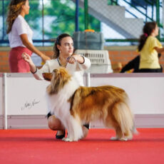 Collie no KCEC Aldeota 2025