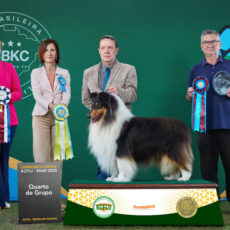 Collie no Campeonato Carioca – KCFlu
