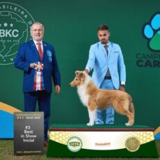 Collie no Campeonato Carioca – BKC