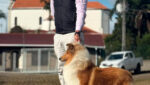 Collie no DogShow de Outono Paraná 2025