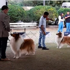 Pré-Nacional do Collie 2025