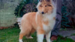 Collie Em Ituverava - KCRP & KCT